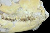 Fossil Oreodont (Merycoidodon) Skull - Wyoming #134359-5